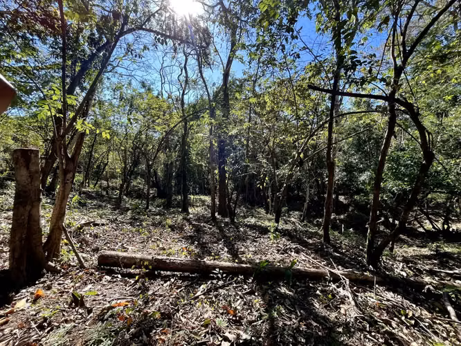 Invierta en la naturaleza: lotes privados de selva de 5.000 m² en Mal País, a minutos de la playa - Imagen 4