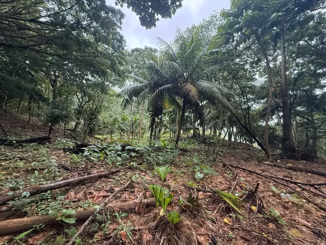 OPORTUNIDAD DE INVERSIÓN FRENTE AL MAR EN MATAMA, LIMON, COSTA RICA. - Imagen 10