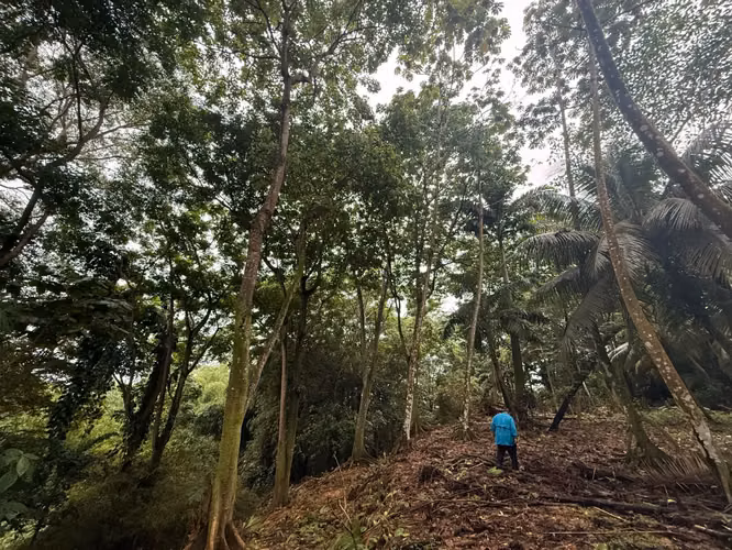 OPORTUNIDAD DE INVERSIÓN FRENTE AL MAR EN MATAMA, LIMON, COSTA RICA. - Imagen 7