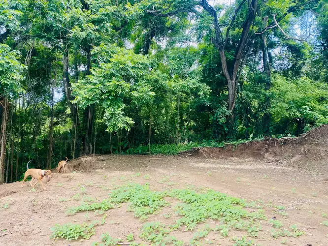 Encantador terreno de 9.800 m² rodeado de selva y naturaleza. Un remanso de paz cerca de Santa Teresa, Mal País y Cabuya. - Imagen 6