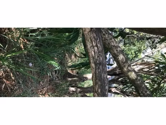 TERRENO, TERRENO MONTECITO, SANTA ANA SALITRAL ST