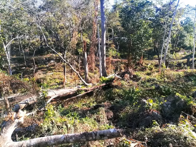 Lote en la selva de primera en venta en Santa Teresa - Imagen 12