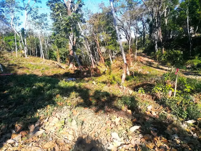Lote en la selva de primera en venta en Santa Teresa - Imagen 11