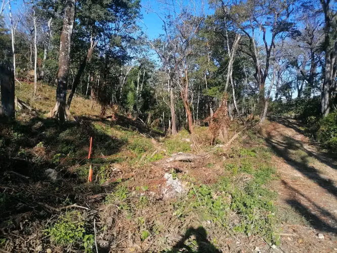 Lote en la selva de primera en venta en Santa Teresa - Imagen 7