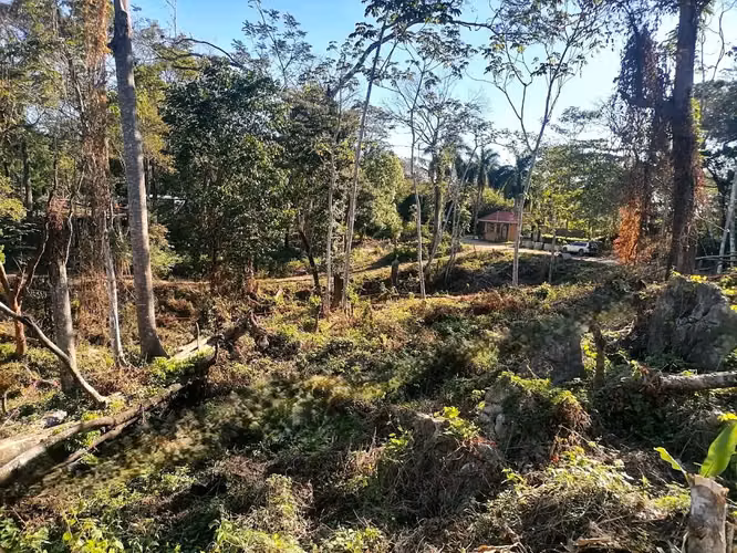 Lote en la selva de primera en venta en Santa Teresa - Imagen 8