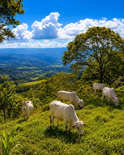 71-Acre Coffee Farm Estate: Pool, Stables & Panoramic Mountain Vistas - Imagen 7