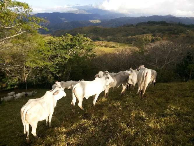 Finca Cafetalera de 68.90 Acres: Piscina, Establo y Vistas Panorámicas a la Montaña