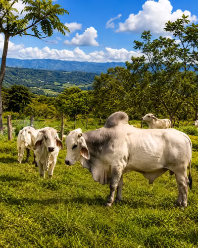 71-Acre Coffee Farm Estate: Pool, Stables & Panoramic Mountain Vistas - Imagen 8
