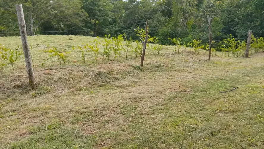 Hermoso lote listo para construir en Delicias – Excelente precio, permisos incluidos