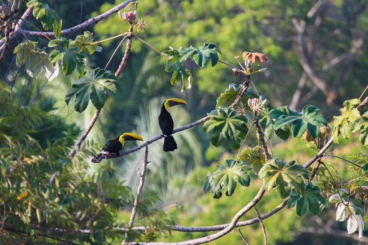 Eco-Alojamiento Sostenible en la Selva con Vistas al Mar y al Valle - Imagen 19