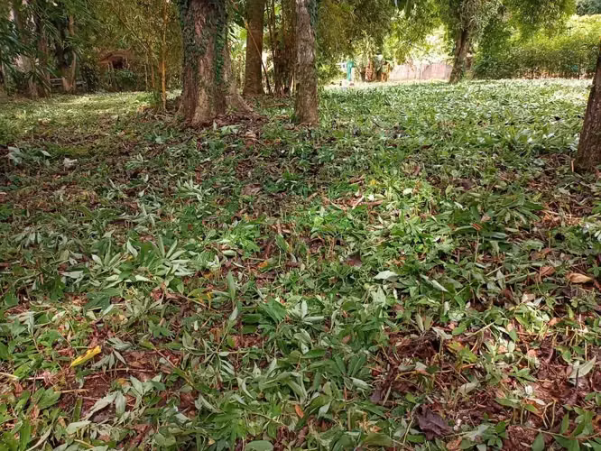 ¡Tu pedacito de paraíso en el Pacífico Central de Costa Rica! - Imagen 5