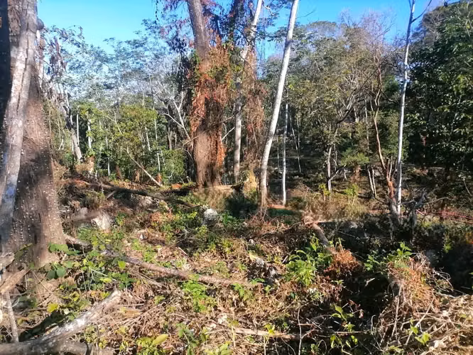 Terreno sereno y edificable en la selva de Santa Teresa: la naturaleza a tu alcance - Imagen 13