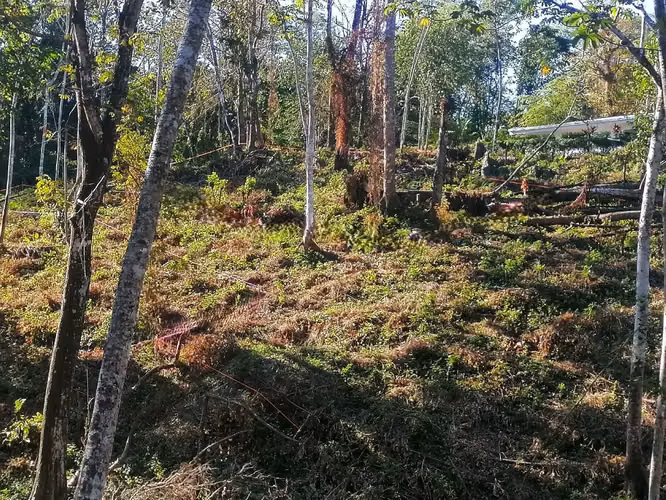 Terreno sereno y edificable en la selva de Santa Teresa: la naturaleza a tu alcance - Imagen 14