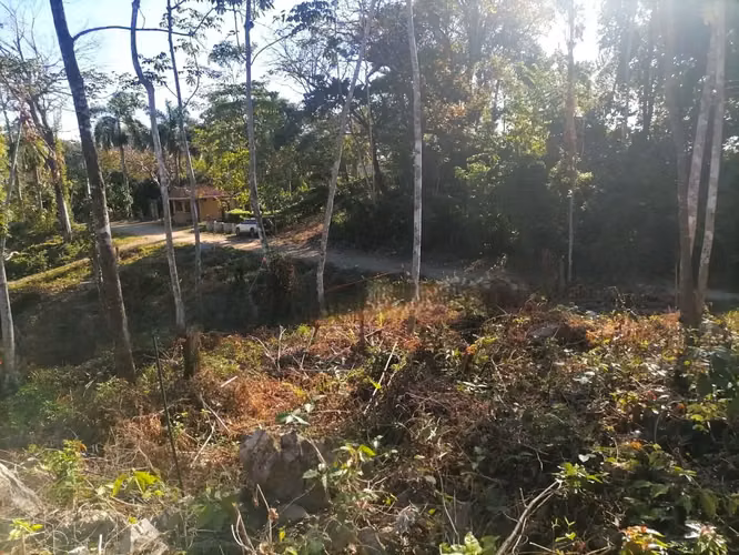 Terreno sereno y edificable en la selva de Santa Teresa: la naturaleza a tu alcance - Imagen 3