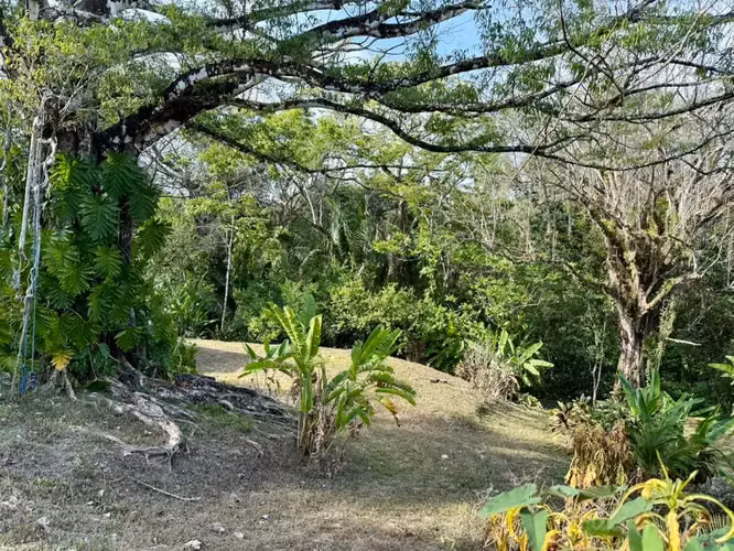 Terreno selvático de 1.494 m² en Delicias con espacio para almacenamiento en contenedores y potencial para construir una vivienda | A 15 minutos de Playa Carmen - Imagen 4