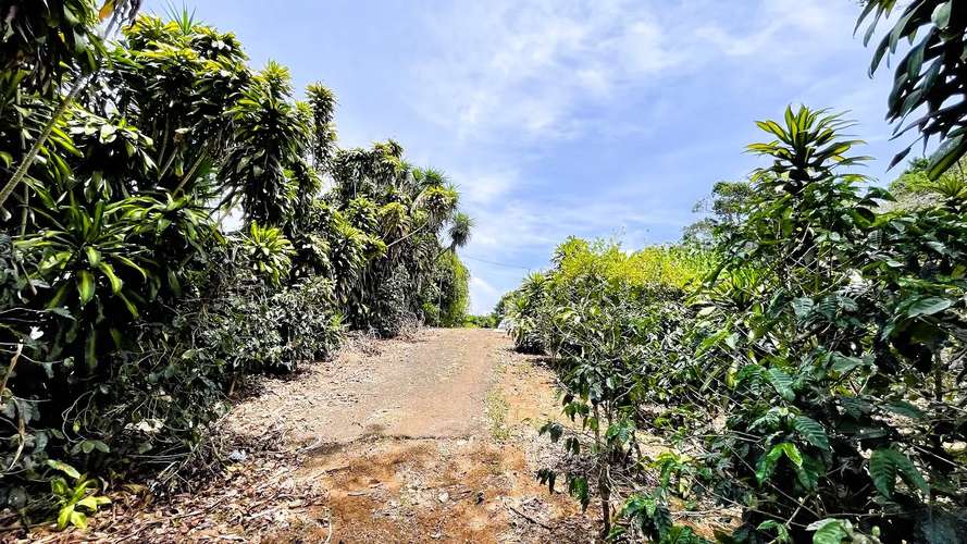 TERRENO EN VENTA EN SAN ISIDRO, SAN RAMÓN - Imagen 5