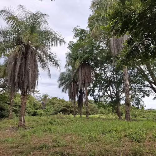 Terreno Garabito: Lote de 4 Acres en Comunidad Eco Desarrollo - Imagen 5