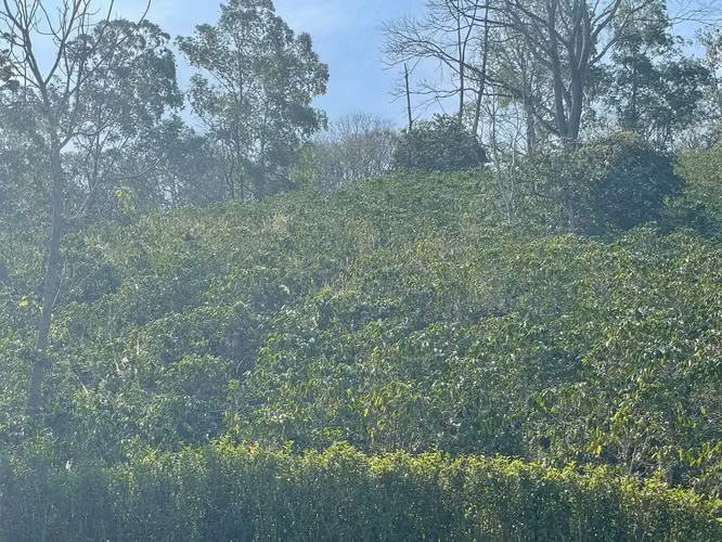 Venta Finca de Café, Beneficio y casa en Atenas - Imagen 13