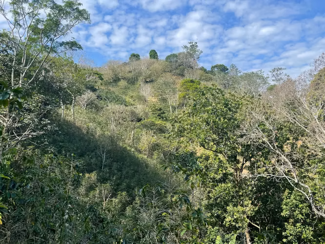 Venta Finca de Café, Beneficio y casa en Atenas - Imagen 11