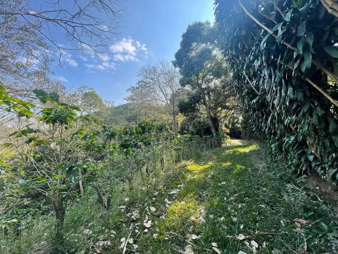 Venta Finca de Café, Beneficio y casa en Atenas - Imagen 10