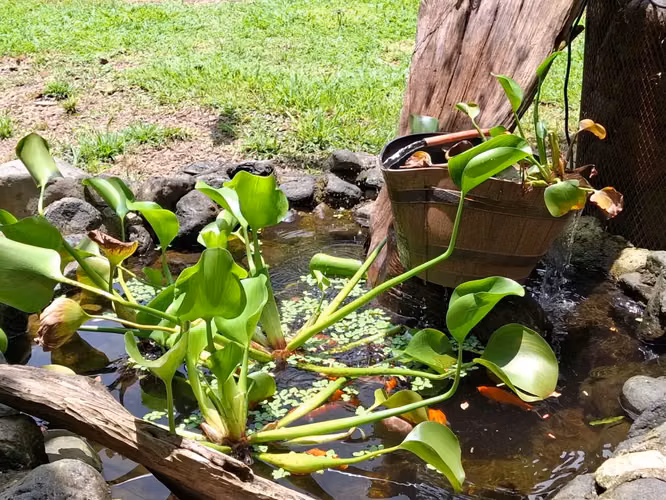 Retiro Eco-Lodge Bijagual: Vida sostenible con casas de huéspedes, acceso al río y exuberantes jardines. - Imagen 11