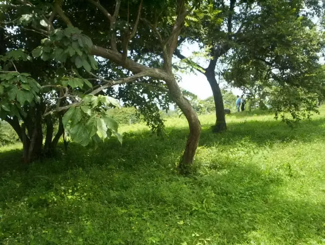 Lote de 2,027 m² con vista al mar en Guacalillo - Imagen 6