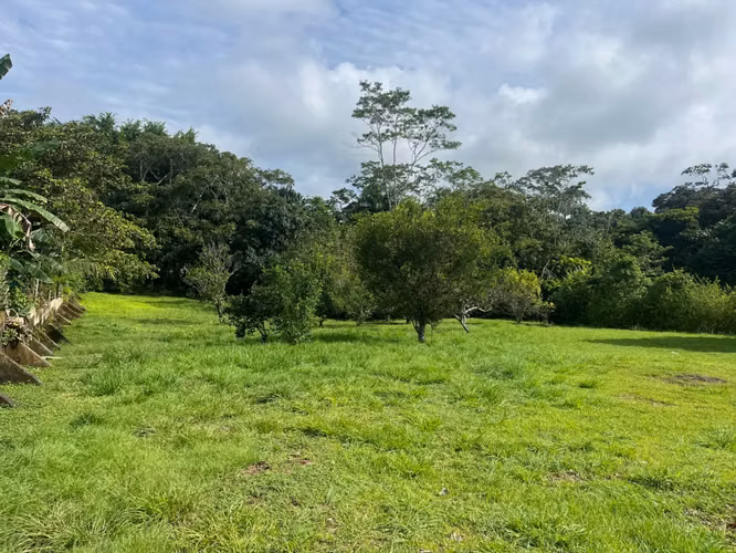 Amplio lote de 2,600 m2 con árboles frutales cerca de Santa Teresa - Listo para construir - Imagen 4