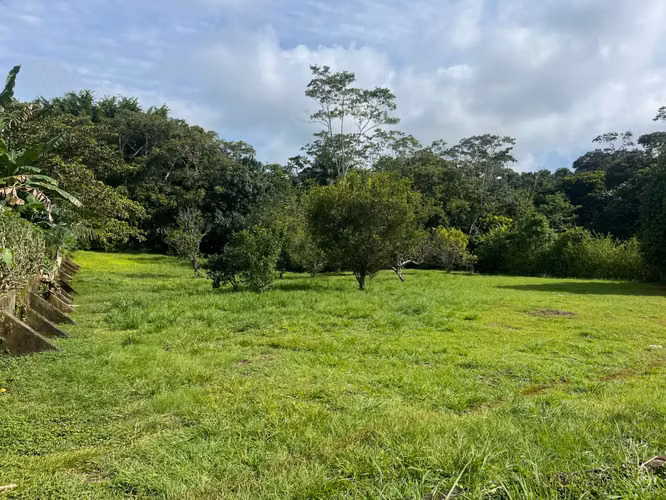 Amplio lote de 2,600 m2 con árboles frutales cerca de Santa Teresa - Listo para construir - Imagen 8