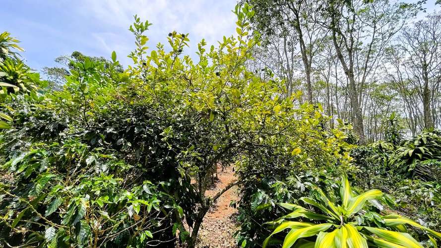 TERRENO EN VENTA EN SAN ISIDRO, SAN RAMÓN - Imagen 6