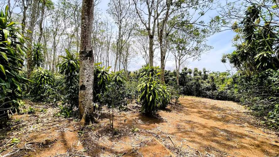 TERRENO EN VENTA EN SAN ISIDRO, SAN RAMÓN - Imagen 8