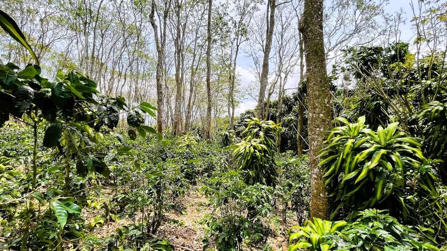 TERRENO EN VENTA EN SAN ISIDRO, SAN RAMÓN - Imagen 11