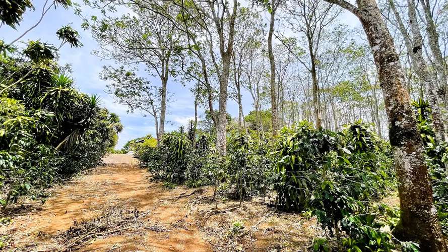 TERRENO EN VENTA EN SAN ISIDRO, SAN RAMÓN - Imagen 2