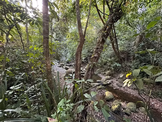 Excepcional Finca de 32 Hectáreas en Venta Cerca de Santa Teresa, Costa Rica – $12.50/m² - Imagen 6