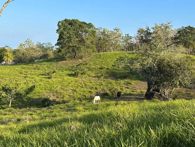Excepcional Finca de 32 Hectáreas en Venta Cerca de Santa Teresa, Costa Rica – $12.50/m² - Imagen 9