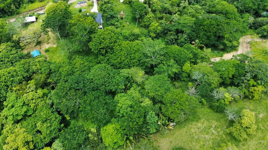 Propiedad de ensueño en Delicias: 7.100 m² de terreno exuberante con arroyo y árboles frutales, a minutos de Santa Teresa. - Imagen 3