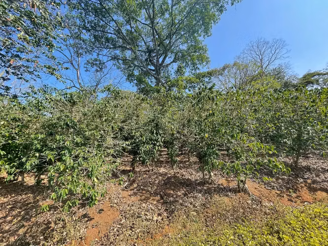 Venta Finca de Cafe Atenas - Imagen 6