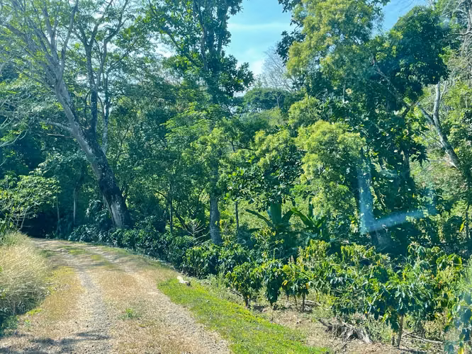 Venta Finca de Cafe Atenas - Imagen 2