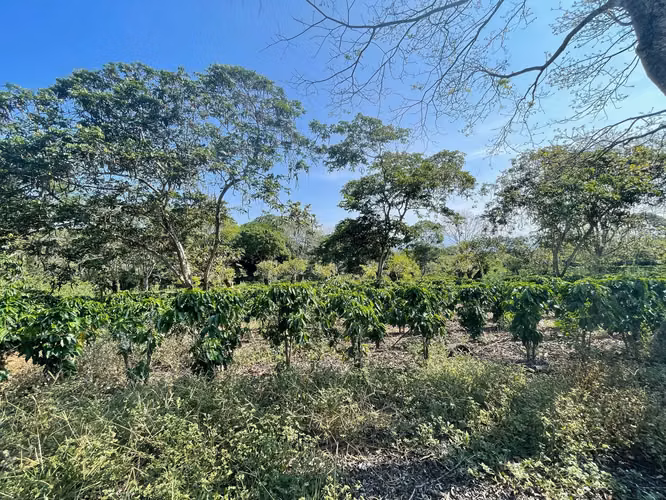 Venta Finca de Cafe Atenas - Imagen 4