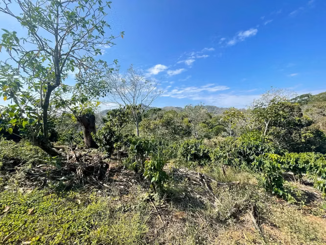 Venta Finca de Cafe Atenas - Imagen 5