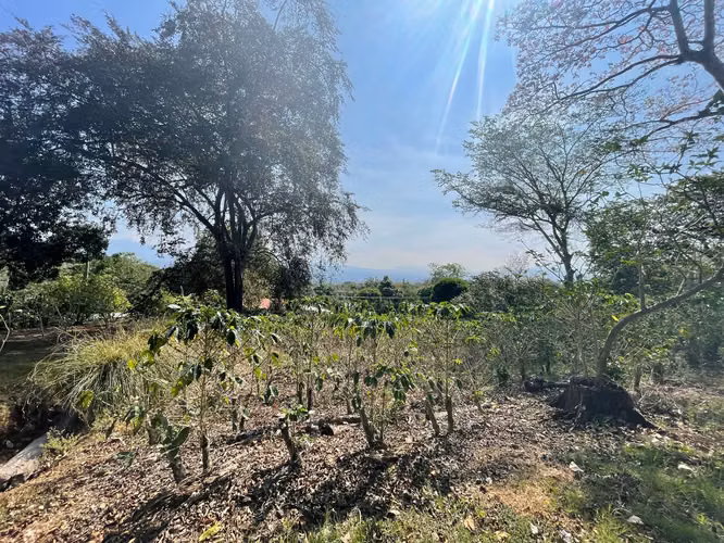 Venta Finca de Cafe Atenas - Imagen 3