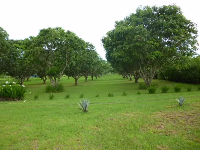 Extenso Lote de 11380 m² en Orotina, Alajuela - Terreno Ideal para Desarrollo o Finca Privada - Imagen 2