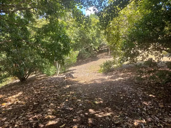 Amplio Paraíso Tropical de 1.1 Acres: Terreno Listo para Construir con Vistas a la Montaña y al Atardecer - Imagen 19
