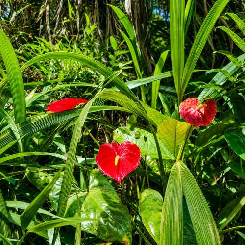 Natural Investment Gem in Cartago | 53,383 m² with Water, Cabin, Rancho, Trails & Mountain Views