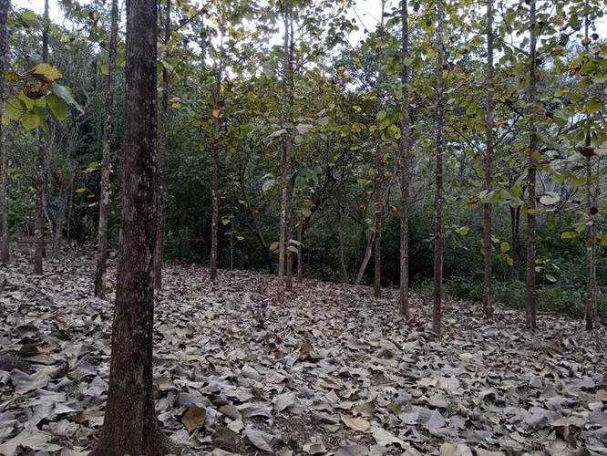 Venta de Lote en Mansión-Nicoya, Guanacaste. 26-350 - Imagen 13