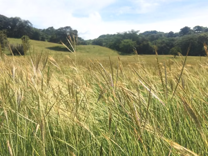 Terreno con Vista a las Montañas Cerca de Tamarindo – El Llano, Costa Rica - Imagen 14