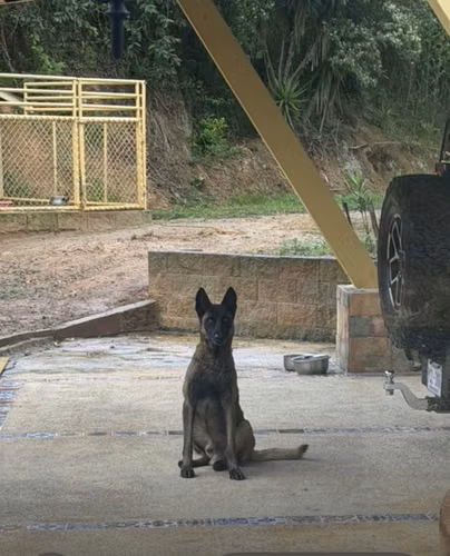 PASTOR BELGA MALINOIS NEGROS Y CARBONADOS - Imagen 5