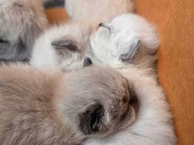 Gatos Himalayas - Imagen 4