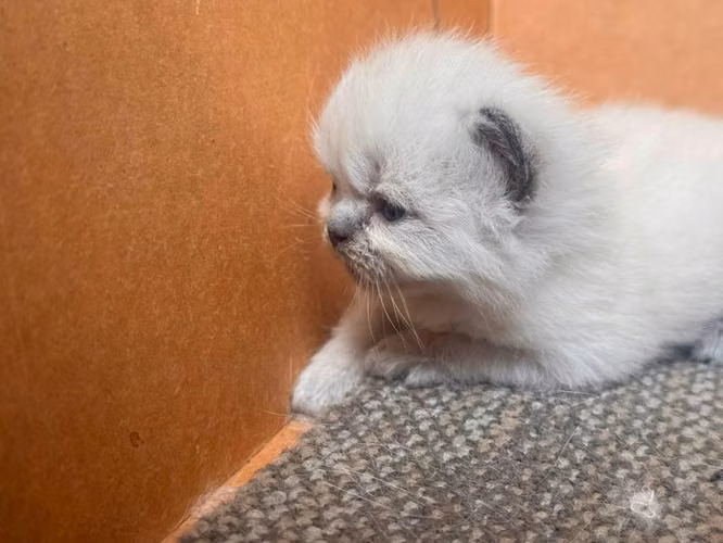 Gatos Himalayas - Imagen 5