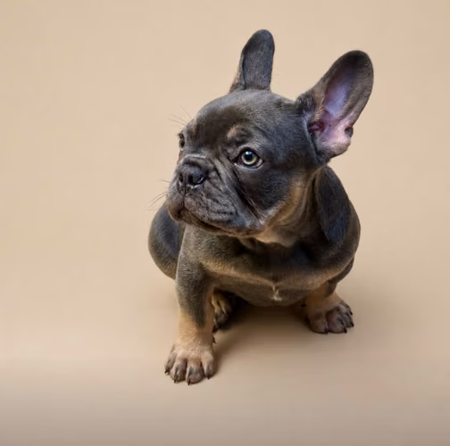Cachorros Bulldog francés de 2 meses - Imagen 5