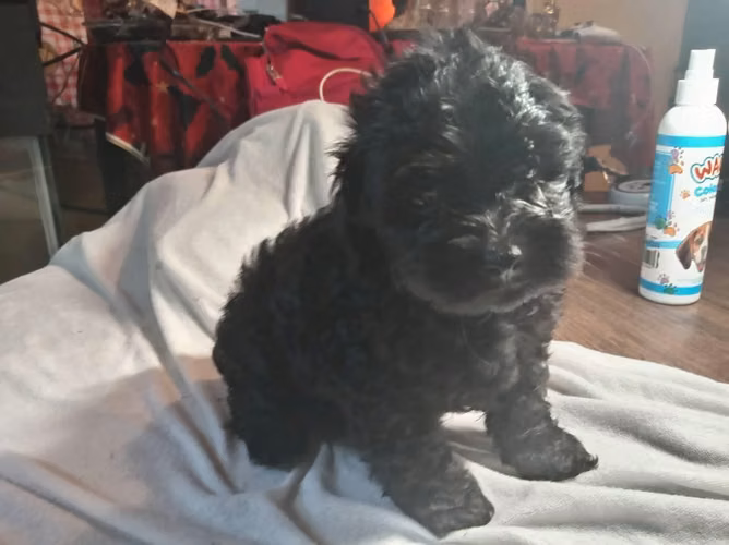 Se venden perritos frensh poodle tazita color negro - Imagen 3